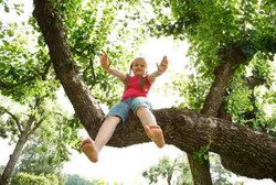 Anak-anak Masa Kini Makin Lemah Karena Tak Pernah Panjat Pohon