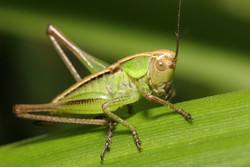 7 Hewan yang Bisa Dimakan Jika Tersesat di Hutan