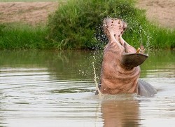 Naas! Pemandu Wisata Hampir Ditelan Kuda Nil di Zimbabwe