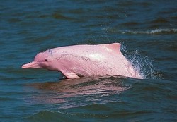 Ada Lumba-lumba Pink di Hong Kong, Tapi Terancam Punah