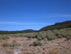 Tak Hanya Gunung Gede, Papandayan Juga Punya Edelweis Cantik