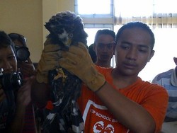 Penjualan Hewan Langka via Online Diungkap di Semarang, 1 Orang Dibekuk