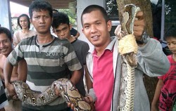 Ular Python Sepanjang 4 Meter Ditangkap Warga di Medan