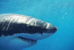 Tragis! Turis Pengantin Baru Tewas Dimakan Hiu