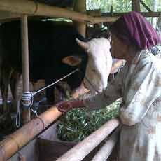 Dua Ekor Sapi Milik Wabup Blitar Diembat Maling