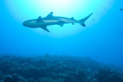 Sirip Ikan Hiu Menambah Kejantanan Pria, Benarkah?