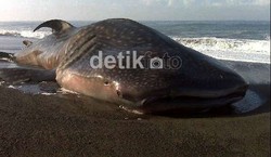 Pengusaha, Artis, Musisi & Bos BUMN Bersatu Menyelamatkan Ikan Hiu