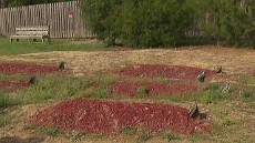 Tersangka Bom Boston Dikubur di Pemakaman Muslim Virginia, Warga Marah