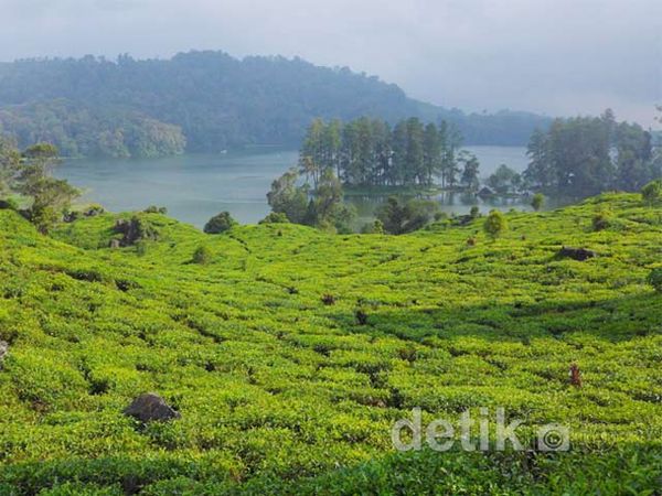 Situ Patenggang, Danau di Tengah Kebun Teh