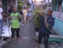 Warga Utan Kayu Dihebohkan Penangkapan Ular 4 Meter di Gorong-gorong