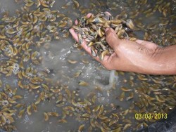 Kupang Laut, Seafood Unik di Bangkalan Madura