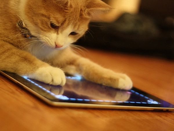 Lucunya Jika Hewan Bermain Gadget