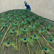 Cabuli Burung Peliharaan, David Beckman Ditahan