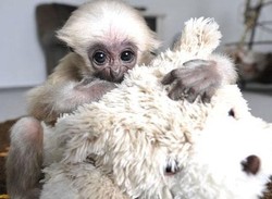 5 Tempat Ini Punya Hewan Langka Berwajah Imut