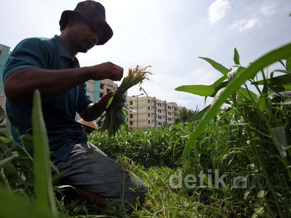 Panen Kangkung di Ibu Kota