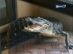 Dikira Mainan, Buaya 2,5 Meter Kejutkan Warga