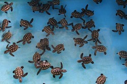 Semak Daun & 3 Pulau Untuk Bertemu Penyu di Kepulauan Seribu