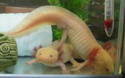 Kriuk Gurih, Salamander Goreng Utuh Disajikan di Resto Ini