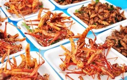 Atasi Kelaparan di Dunia, PBB Promosikan Makanan Serangga