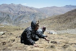 Guru dan Murid Sibuk Panen Viagra, Sekolah di Himalaya Tutup Sementara