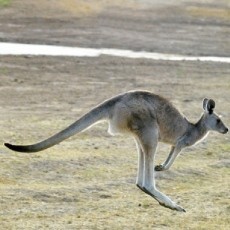 Asyik Jogging, Anggota Parlemen Australia Diserang Kangguru