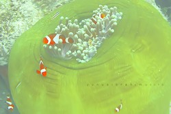 Saingan Raja Ampat Ada di Derawan, Kaltim