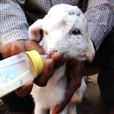 Kambing Warga Pamekasan Lahir Kembar Dempet Kepala