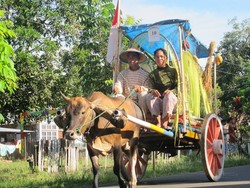 Parade Gerobak Sapi, Acara Unik dari Jailolo