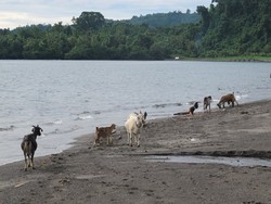 Lucu, Pantai di Jailolo Ini Penuh Kambing
