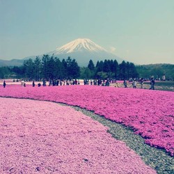 Cantik! Kaki Gunung Fuji Jadi Pink saat Festival Bunga Shibazakura