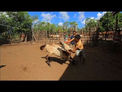 Para Lelaki Penunggang Kuda di Sumba