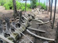 Rangka Paus Biru yang Terbengkalai di Lembata, NTT