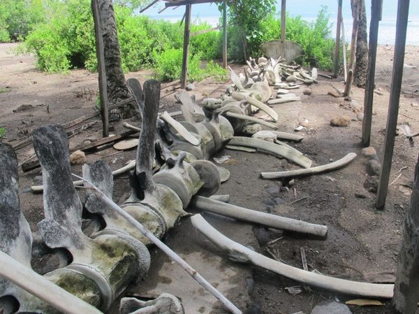 Rangka Paus Biru yang Terbengkalai di Lembata, NTT Rangka Paus Biru yang Terbengkalai di Lembata, NTT