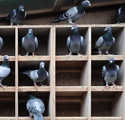 Pebisnis Kaya dari China Beli Burung Rp 3,8 Miliar
