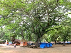 Kemping Asyik di Pantai? Carita Perhutani Tempatnya!