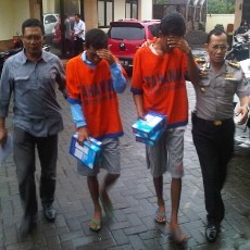 Dua Bajing Loncat Digulung