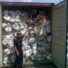 30 Kontainer Tepung Daging Diduga Mengandung Virus Sapi Gila Dihadang Bea Cukai 