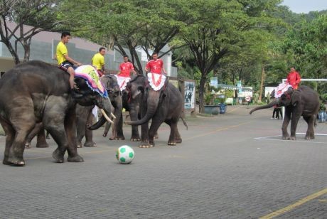 Seru! Gajah Dortmund Tumbangkan Gajah Bayern