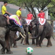 Seru! Gajah Dortmund Tumbangkan Gajah Bayern