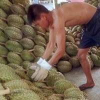 Buah Durian di Seluruh Dunia Aslinya Dari Indonesia