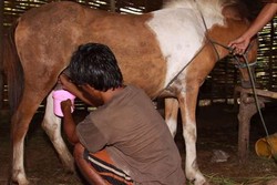 Bisnis Menjanjikan, Susu Kuda Liar Disulap Jadi Produk Kosmetik