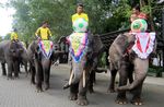 Gajah Dortmund Tumbangkan Gajah Bayern