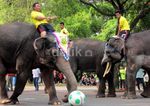 Gajah Dortmund Tumbangkan Gajah Bayern