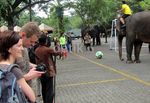 Gajah Dortmund Tumbangkan Gajah Bayern