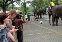 Aksi itu tak pelak mengundang perhatian para pengunjung. Mereka terlihat sangat terhibur dengan aksi gajah-gajah tersebut. It's great! kata salah seorang turis asing yang menyaksikannya. Muhajir Arifin/detikSport.