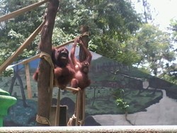 Taman Satwa Taru Jurug, Kebun Binatang di Solo