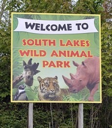 Mengenaskan! Petugas Kebun Binatang Inggris Tewas Diserang Harimau