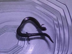 Penemuan Kadal Ular Bikin Heboh Warga Cijantung