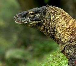 JK: Pulau Komodo Jadi Tujuan Wisata, Sejahterakan Juga Masyarakatnya