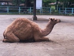 Ini Tempat Melihat Aneka Satwa Lucu di Solo